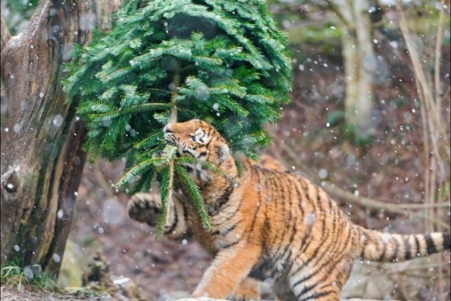 В «Роевом ручье» перед Новым годом готовы забрать нераспроданные ели и пихты