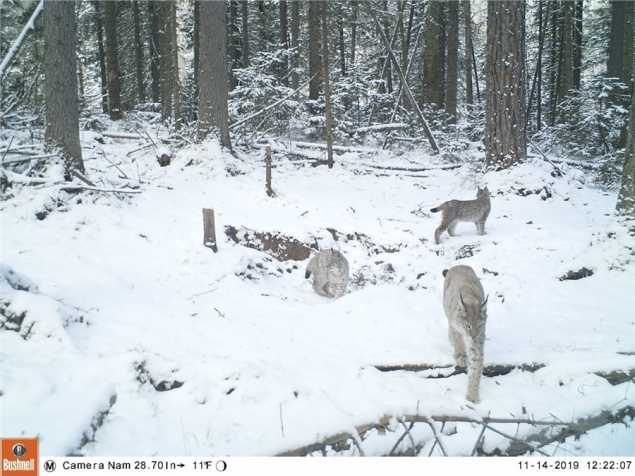 На красноярских «Столбах» заметили рысь с тремя котятами. Это третий случай за 70 лет наблюдений