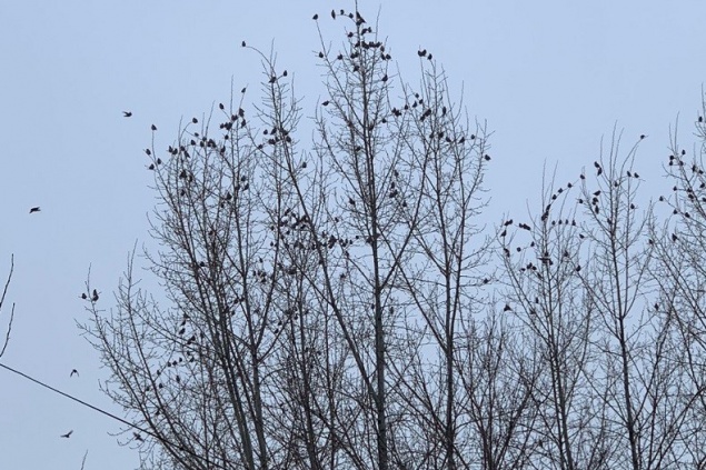 Красноярцы заметили нашествие свиристелей в городе