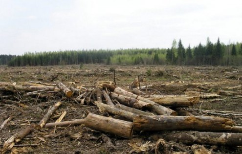 Бывшего  депутата Ачинского района будут судить за массовую вырубку леса