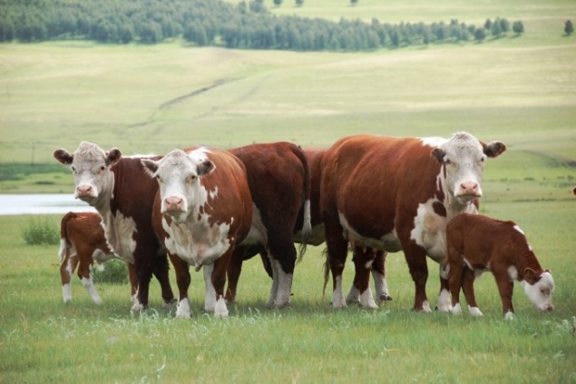 Красноярские ученые придумали, как сделать молоко дешевле при помощи хвои