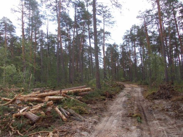 В Лесосибирске будут судить лесного контрабандиста