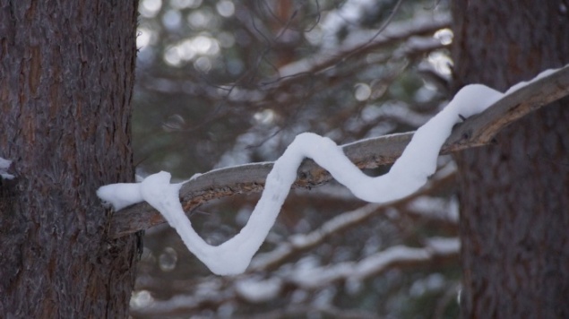 В «Шушенском бору» на ветках деревьев тончайшим слоем повис снег из-за перепадов температур