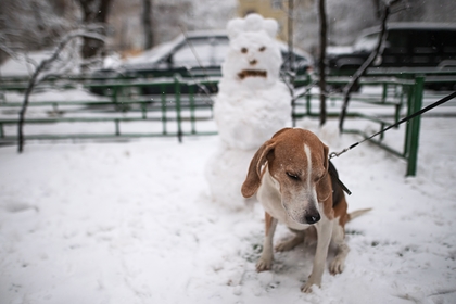 Погодные аномалии в России объяснили