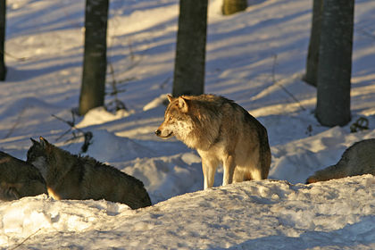 Россиянин пошел охотиться на волка и застрелил сына