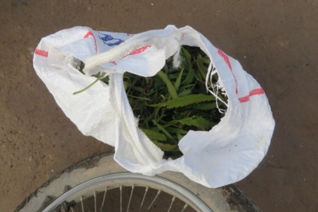 Хранивший дома марихуану мужчина попался полицейским. Он может сесть на 10 лет