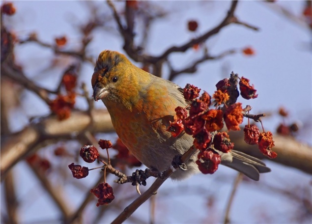 Сотрудники «Шушенского бора» гадают над загадкой появления в природном парке птицы с «ирокезом»