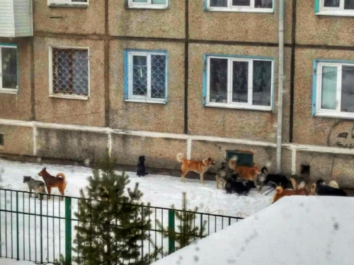 На отлов бродячих животных в Ачинске в 2020 году выделен миллион рублей