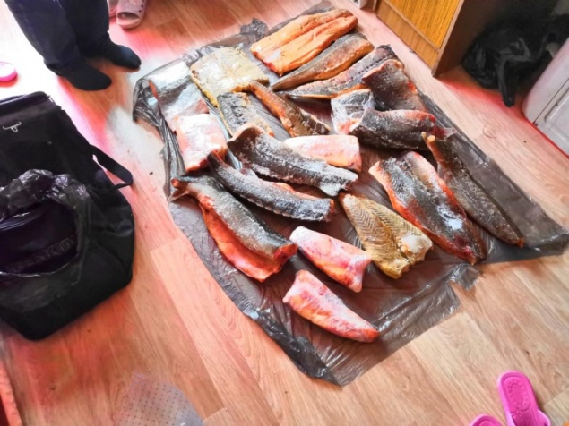 На Таймыре браконьер наловил осетров на 2 миллиона и пытался продать их в Дудинке