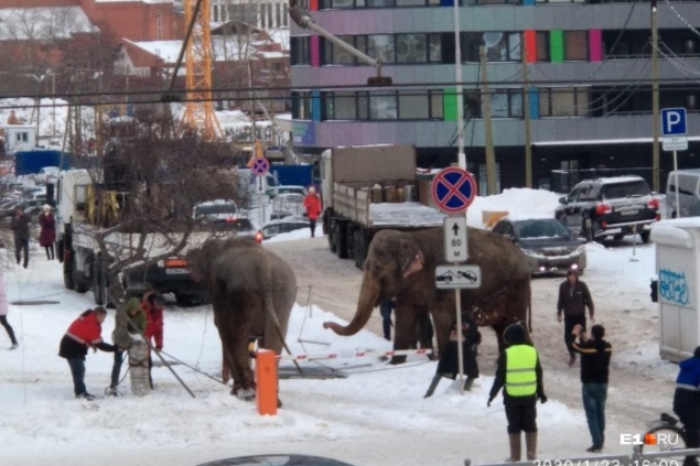 В Екатеринбурге из цирка сбежали слоны и парализовали движение в центре города