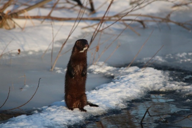 На юге Красноярского края заметили редкую американскую норку