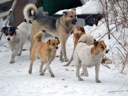 Откуда на улицах берутся бездомные животные и что с ними делают с 2020 года?