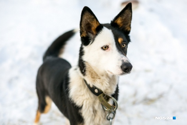 «Их просто застрелят»: общественник раскритиковал решение мэрии чипировать собак со строек и гаражей