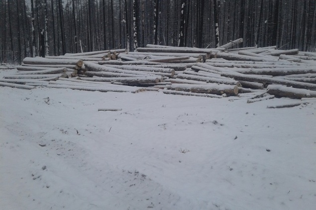 В Красноярском крае мастер обманул лесорубов и заставил срубить 35 сосен