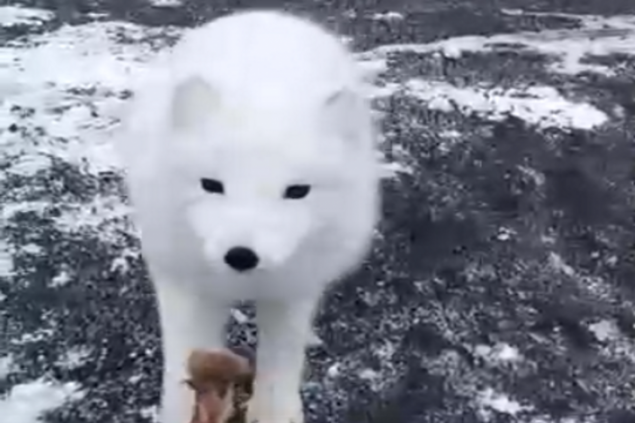 «Местные собаки»: осмелевшие песцы в Норильске берут еду с рук