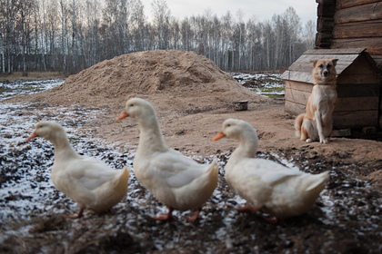 В Китае выявили вспышку птичьего гриппа