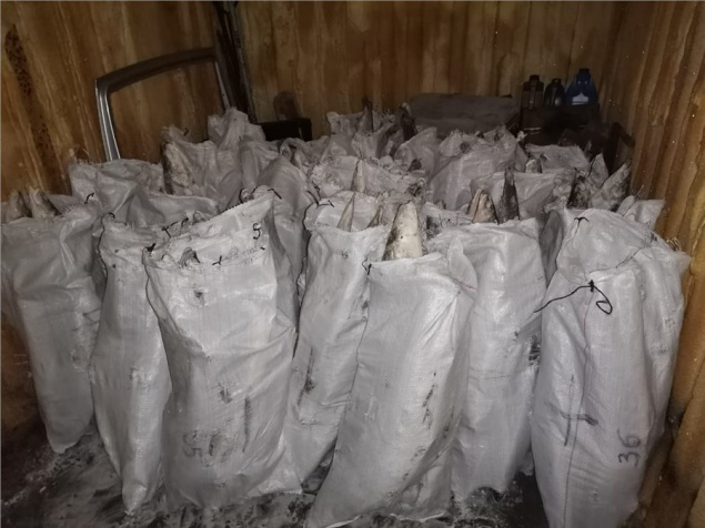 В Дудинке браконьер поймал 2,5 тонны особо ценных рыб и попался пограничникам