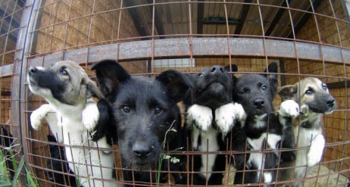 Безнадзорными животными займутся муниципалитеты