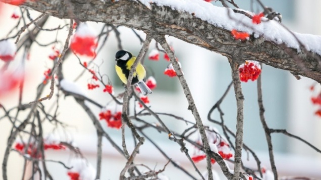 На неделе в Красноярск вернется оттепель