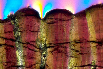 Раскрыта многолетняя тайна динозавров