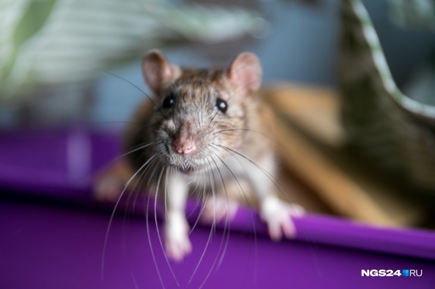 Тувинка решила спасти мужа и сына от обвинения в изнасиловании и сама пойдет под суд