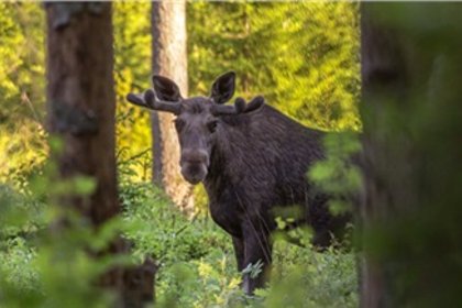 В Эвенкии мужчина принял спрятавшегося за деревьями племянника за лося и застрелил