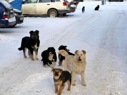 Охотинспекторы помогут сосчитать всех бродячих собак в Ачинске
