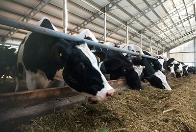 В Красноярский край привезли элитных коров из Дании