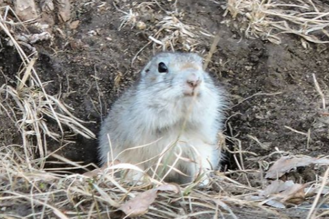 «Первый пошел»: на острове Татышев проснулись суслики