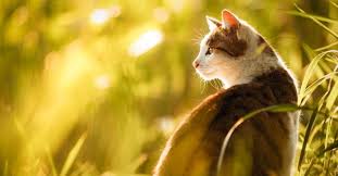 В Ачинске завтра будет почти летняя жара