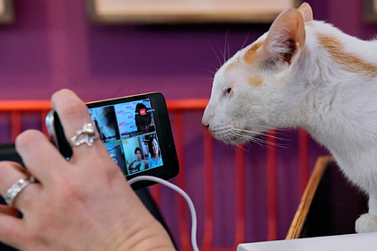 Объяснен механизм передачи коронавируса между человеком и домашними питомцами