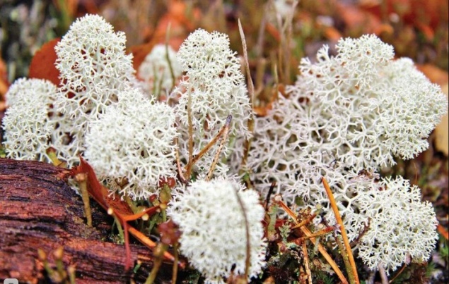 Суперфуд из тундры