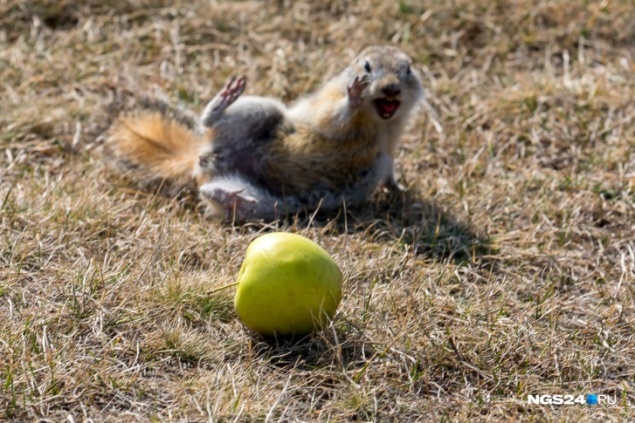 Остров Татышев открыли для посетителей. Автобусы снова останавливаются, парковка разрешена