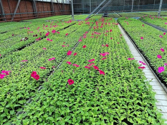 Летом на красноярских улицах появятся «модные» цветники