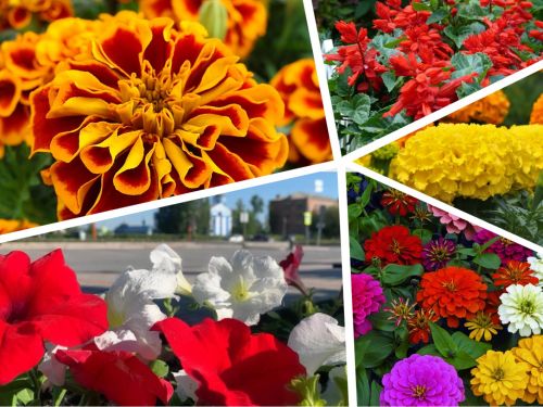 Около 30 тысяч цветов различных сортов украсят улицы города этим летом