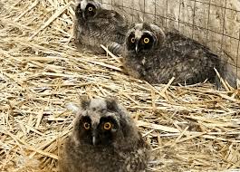 Сердобольных красноярцев просят не «спасать» диких животных и птиц или же самим отвечать за их судьбу