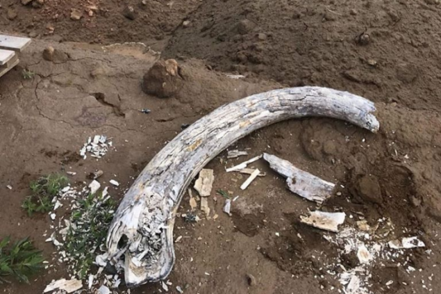 На стройке красноярского аквапарка нашли гигантские кости: подозревают останки мамонтов