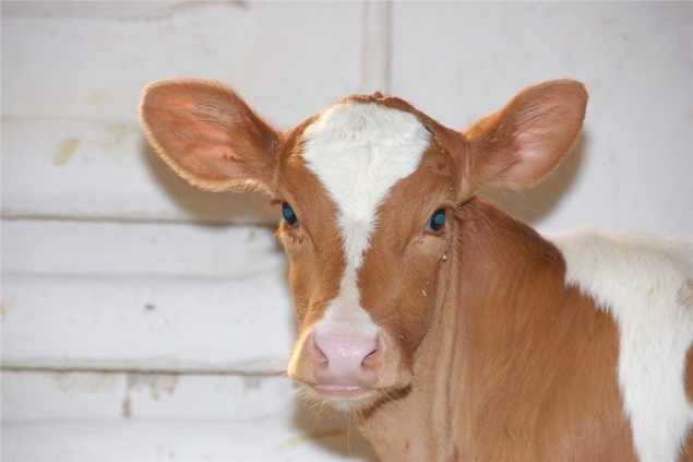 Сельхозкооперативы Красноярского края получили господдержку на покупку и содержание молочных коров