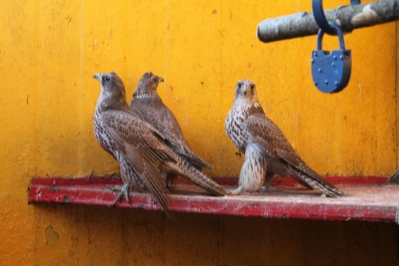 В Красноярском крае браконьер отлавливал краснокнижных птиц и попал под следствие