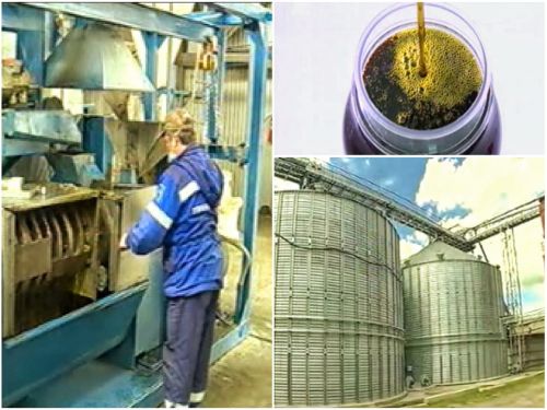 Ачинское рапсовое масло пойдет на экспорт в Китай и Монголию