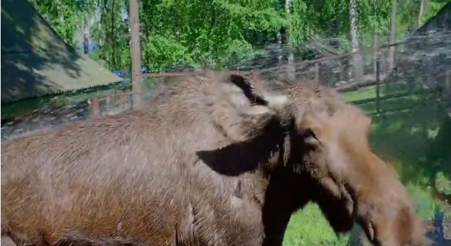 В «Роевом ручье» в честь дня Ивана Купалы лосям устроили душ