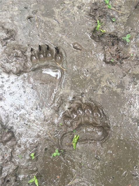 В Енисейском районе медведь задрал женщину. Спасти не удалось