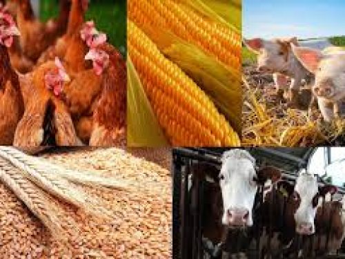 СОЦИАЛЬНЫЕ МЕРЫ ПОДДЕРЖКИ: многодетные семьи Ачинска могут получить до 70 тысяч рублей на развитие личного подсобного хозяйства