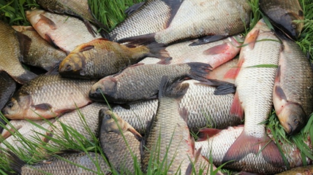 В Ужурском районе поймали рыбаков-браконьеров