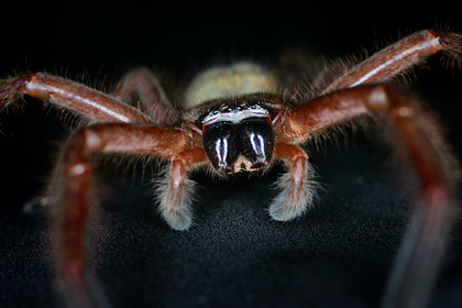 В Австралии придумали Shazam для пауков и змей