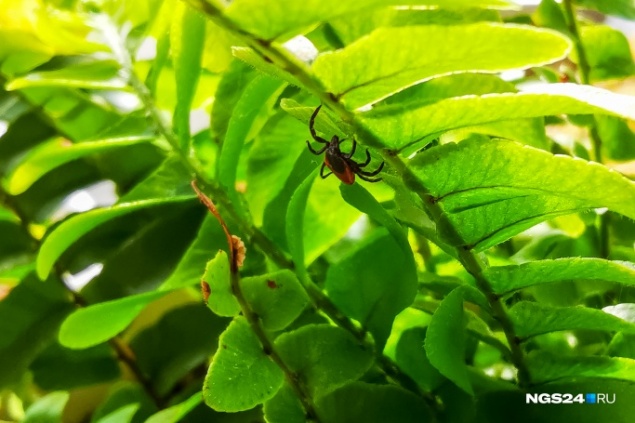 Клещи отступают из Красноярска: на «Столбах» и в дачных массивах их уже нет