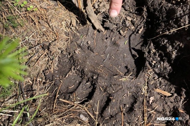 В Минприроды огласили сроки осенней охоты на пернатых и косуль