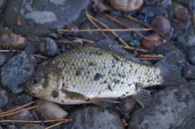 «Выбивали кульбиты в воздухе»: после грозы и ливней на юге края на дороги выбросились живые караси