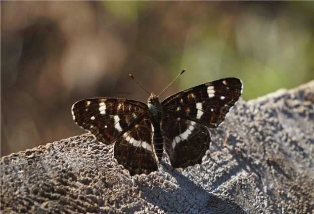 Красноярцам показали фотоснимок самой изменчивой бабочки региона