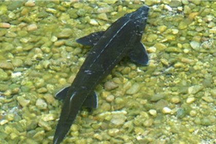 Северянин заплатил миллион и будет работать бесплатно больше месяца за вылов ценной рыбы